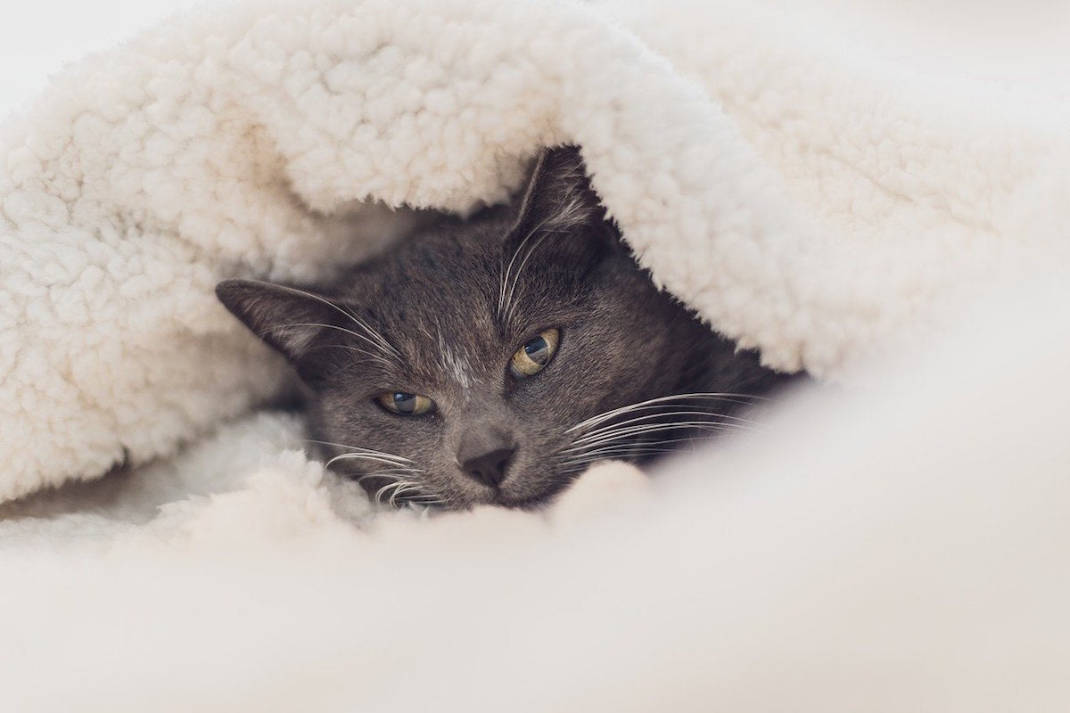 A Guide To The Different Uses Of Fleece Fabric